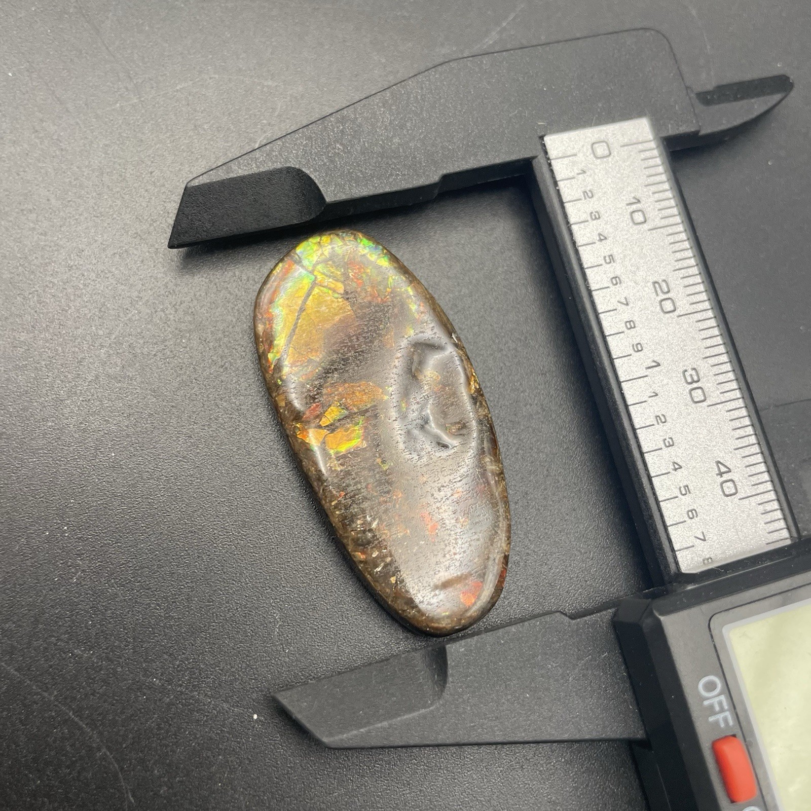 BEAUTIFUL Canadian Ammolite Gemstone Ammonite Fossil Piece Bear Paw Formation