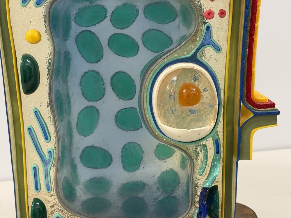 STACO Deluxe Plant Cell Model