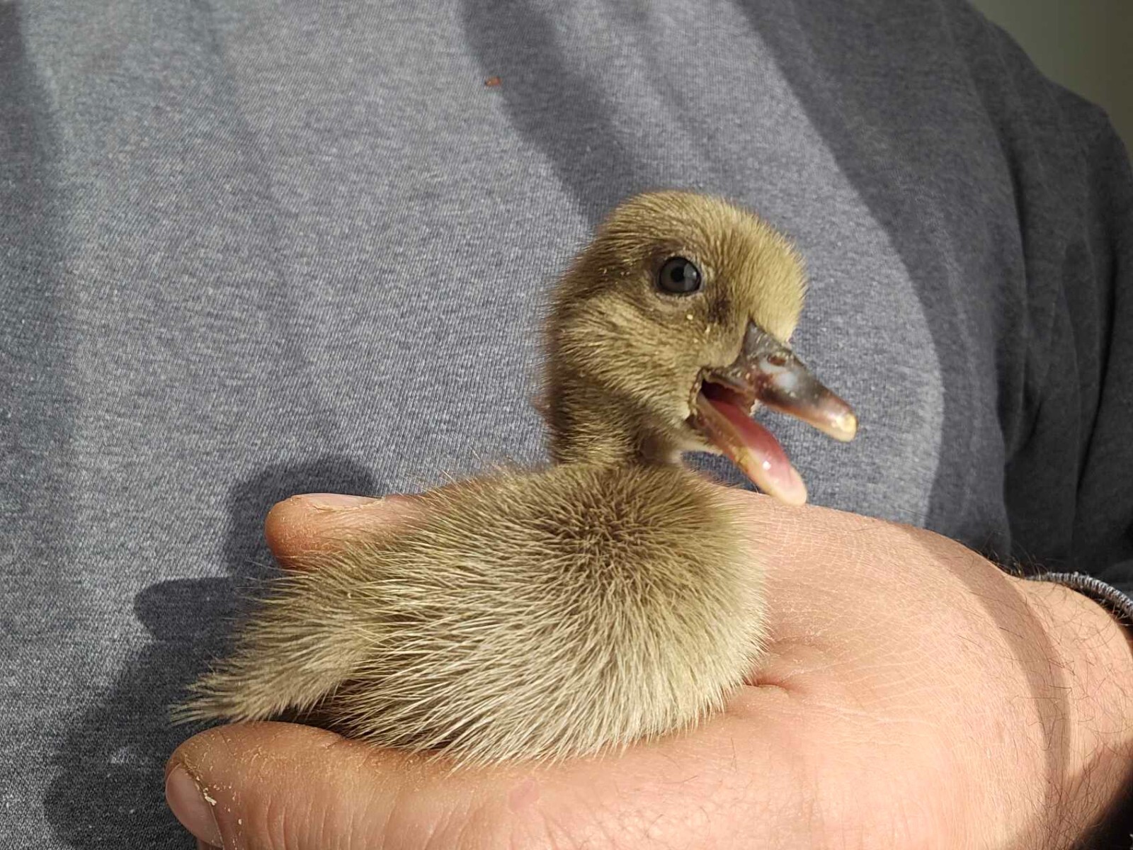 12 Khaki Campbell Duck Hatching Eggs