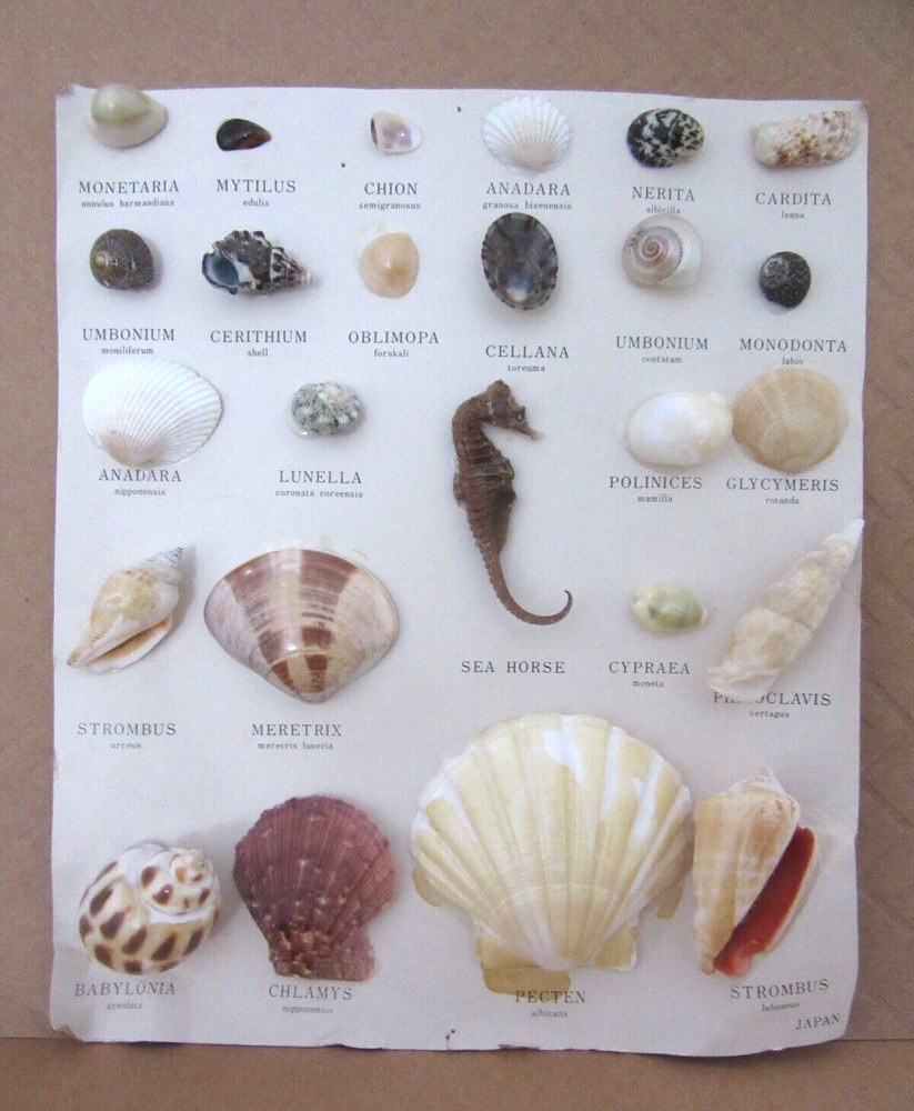 VINTAGE MARSCO SHELL COLLECTION ~ JAPAN
