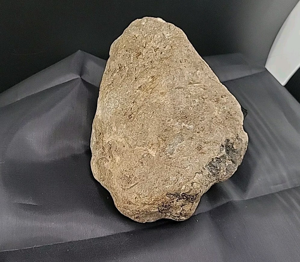 fossilized clam shell