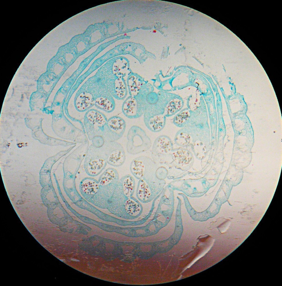3 Vintage Microscope Slides. Botany.