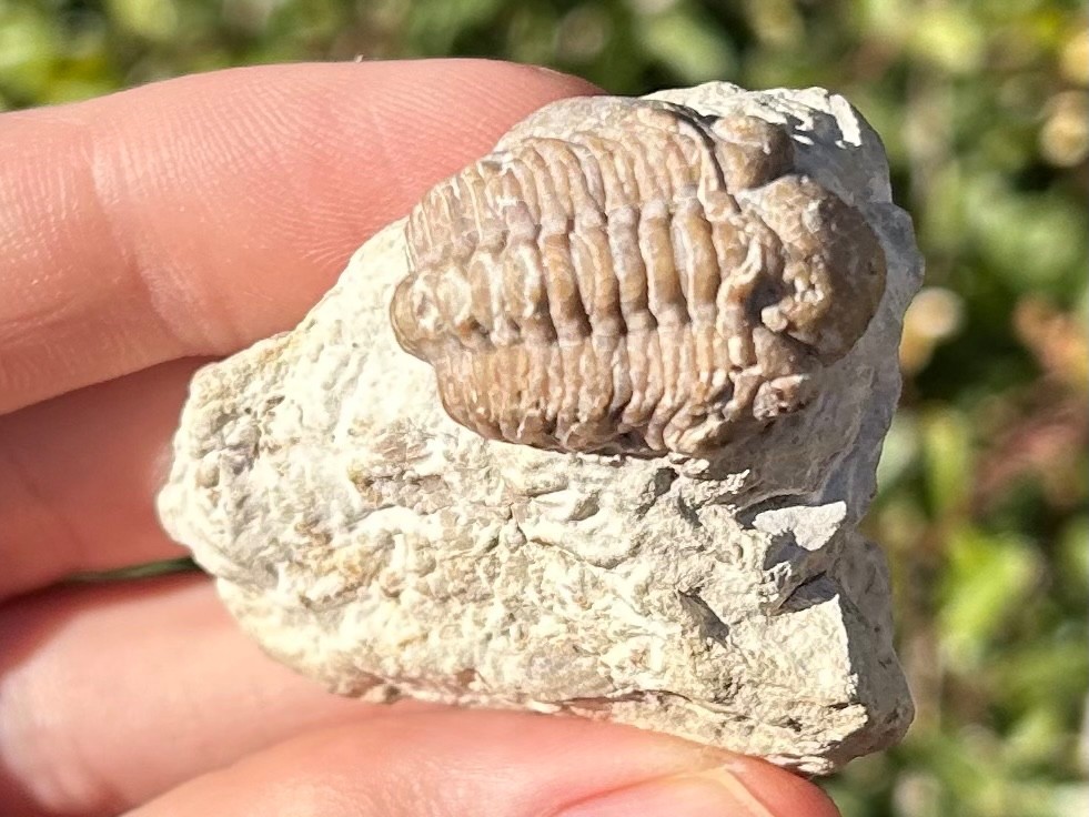 Oklahoma Fossil Trilobite Kainops invius Devonian Bug in Matrix