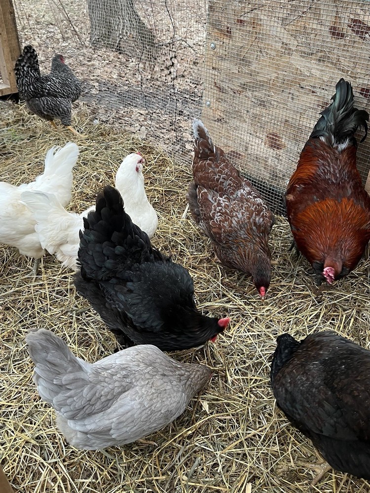 16 + Rainbow Hatching Eggs Easter Egger Olive Egger Ameraucana Priority Shipping