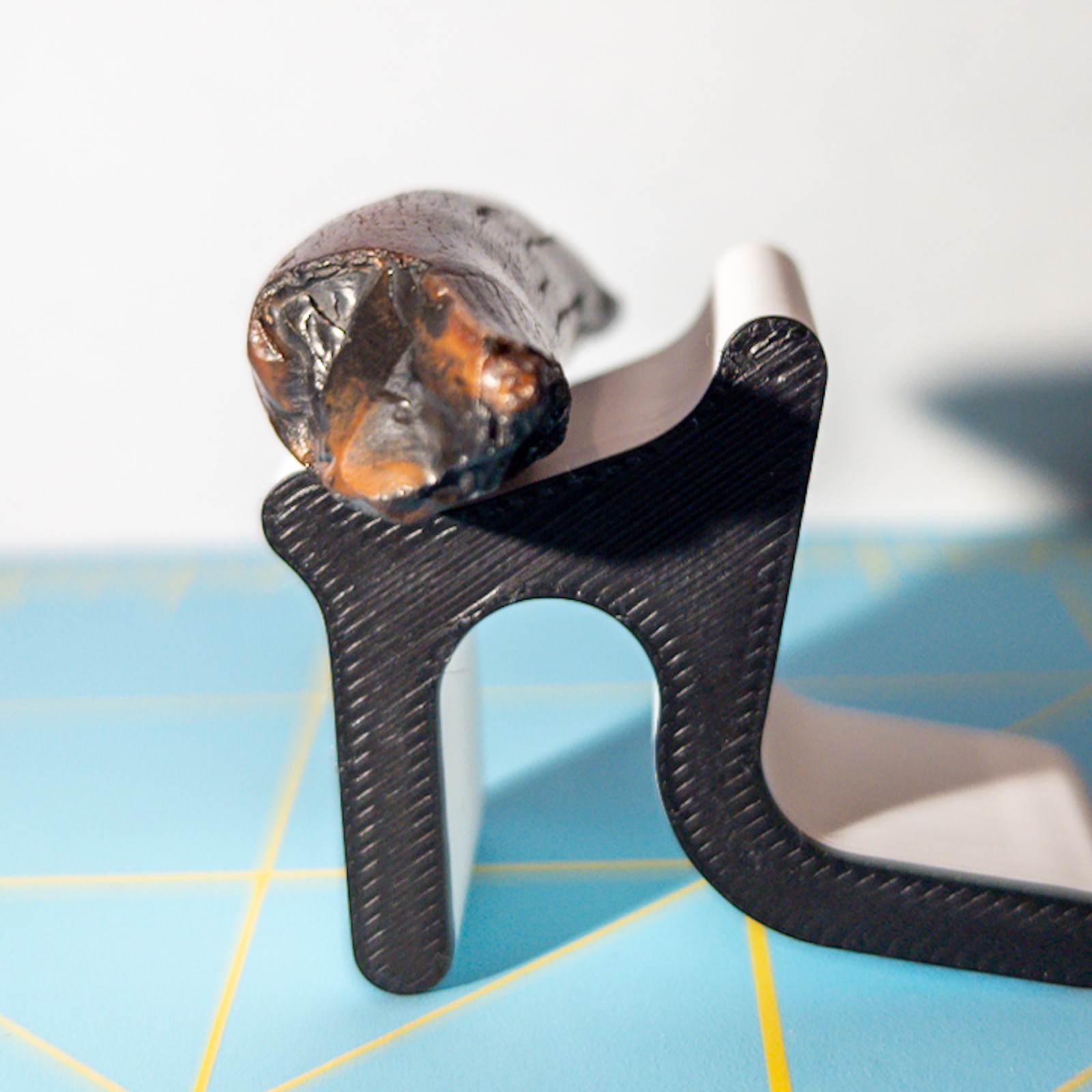 Ankylorhiza Tiedemani Fossil Tooth 2-in Giant Speartoothed Dolphin (Oligocene)