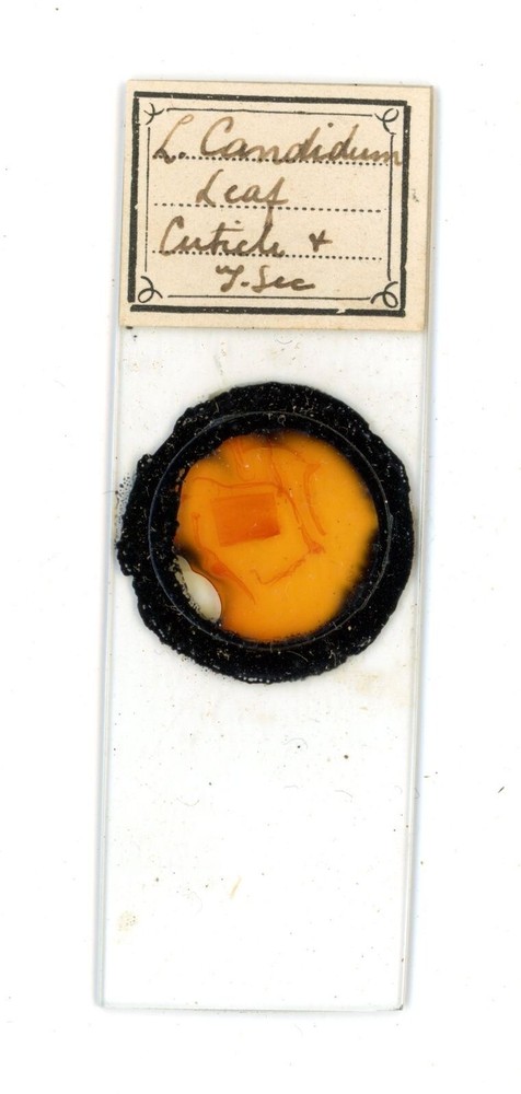 Antique glass Microscope slide L Candidum Leaf Cuticle sample #19