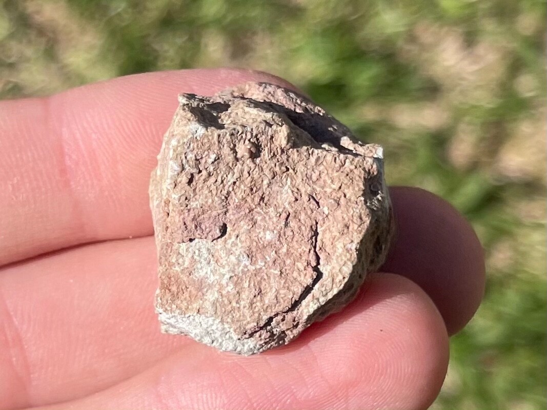 Texas Fossil Crinoid Cup Pennsylvanian Age Brownwood
