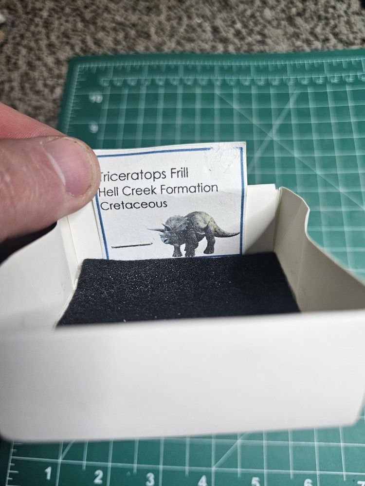 Triceratops Frill – Hell Creek Formation