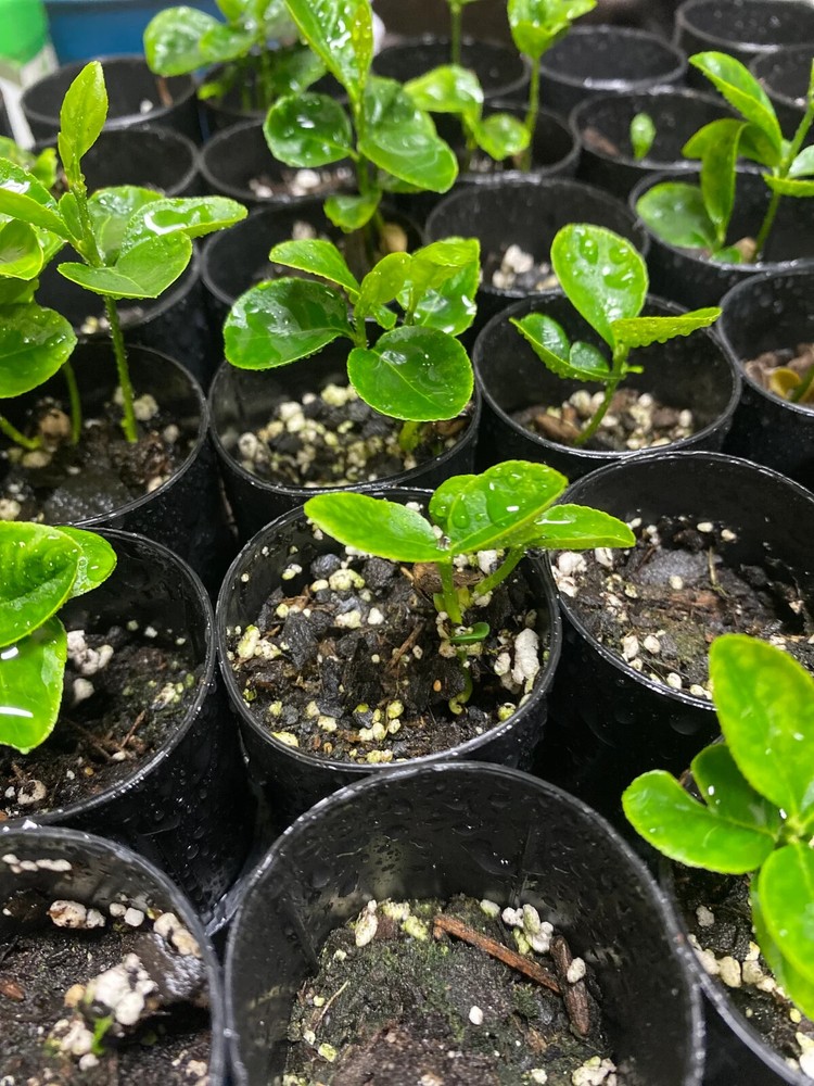 Mexican Key Lime Tree 3-4" - Live Plant - Sapling