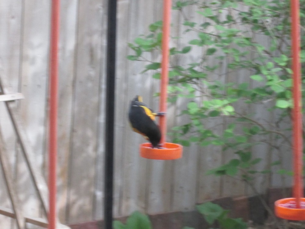 Robin Proof Oriole Feeder.......almost.....read description