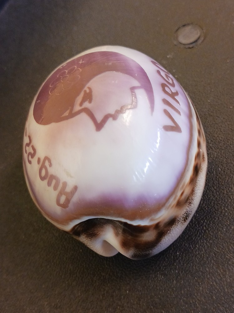 Virgo Seashell Decorative Zodiac Astrology Shell