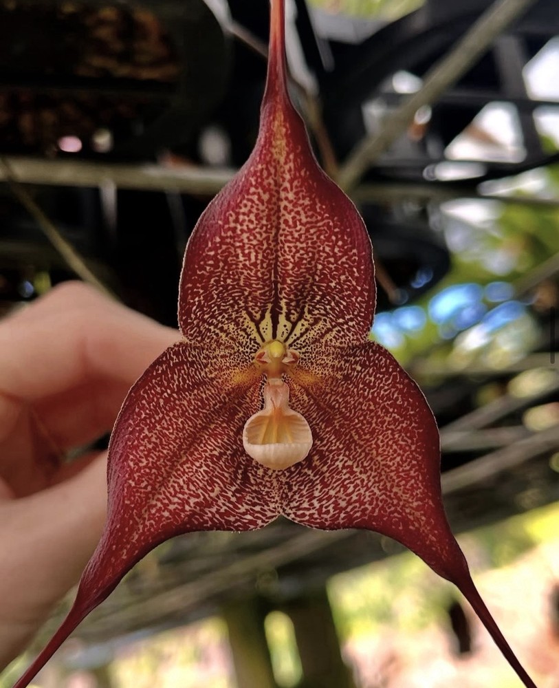 Dracula Orchid - Hirtzii ‘Red Devil’  3.5” Net Pot