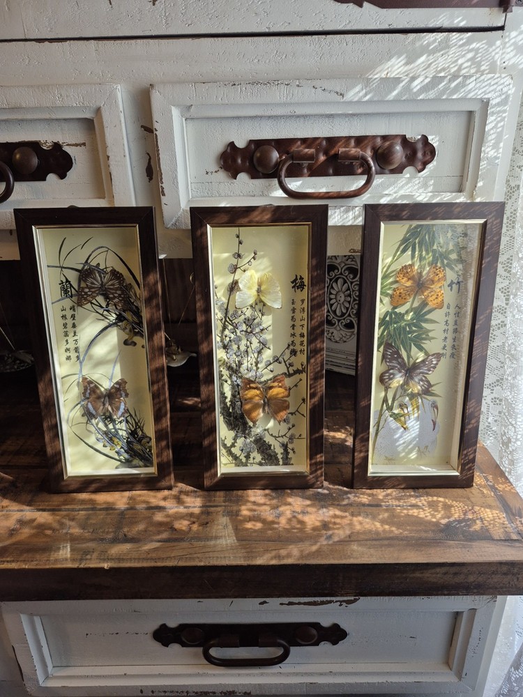 3 Real Framed Butterflies