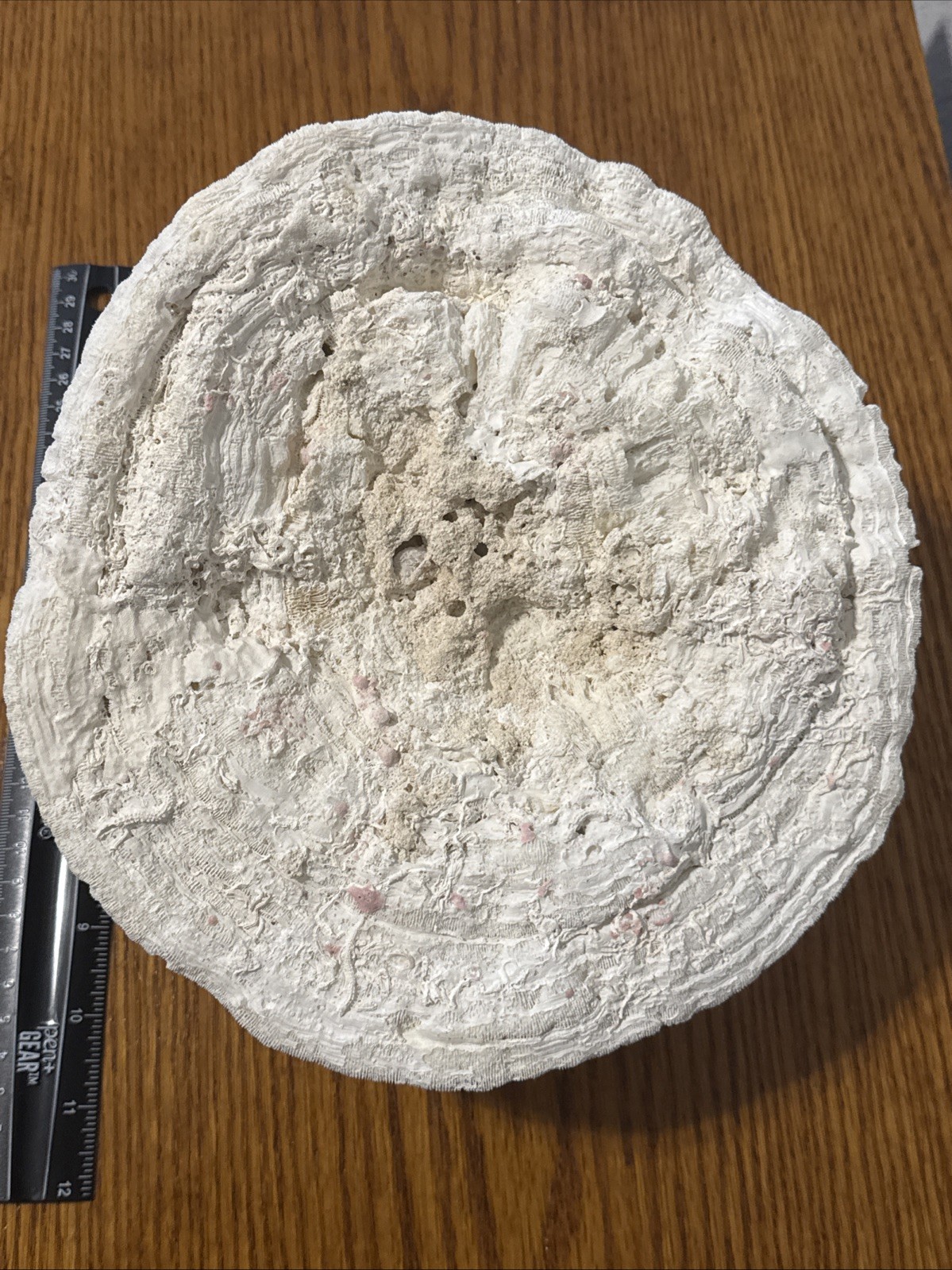 Large Natural Brain Coral Vintage Salt Water Fossil Heavy 9.12 lbs, 9" wide