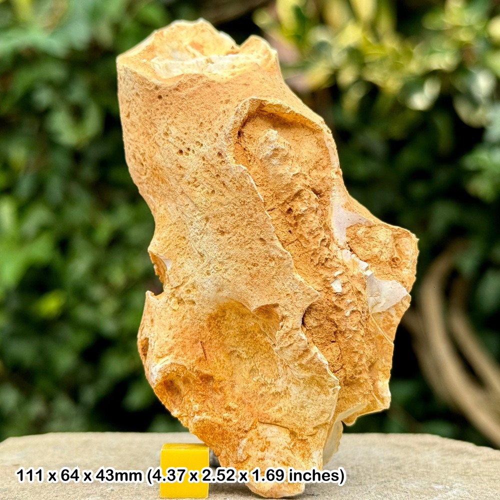 Fossil sponge in flint, grey chalk subgroup, cretaceous, branscome, devon, uk -