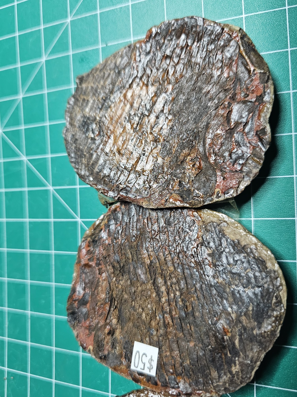 2 Rare Fish Fossil Nodules Dr Bruce Stinchcomb Collection L.