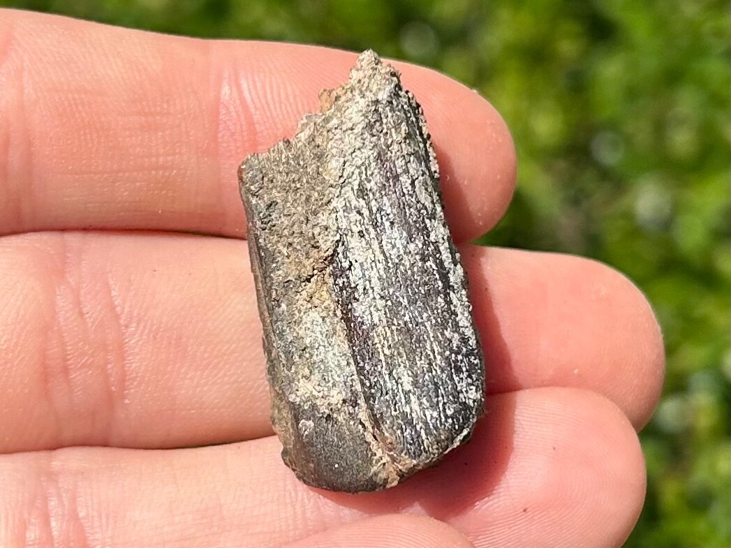 Fossil Horse Tooth Equus Pleistocene Ice Age Mammal Texas City Dike