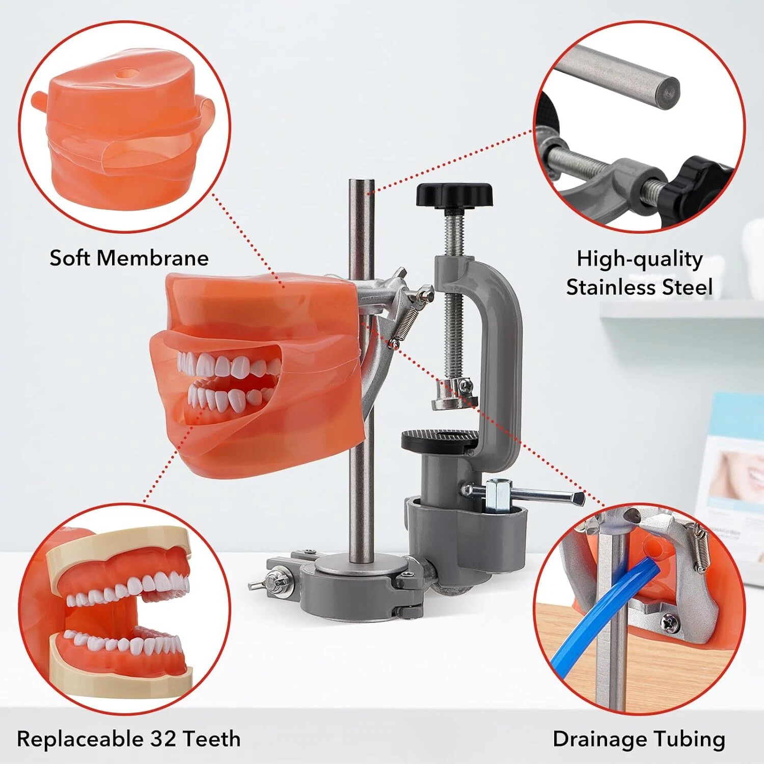 Dental Typodont Mounting Pole & 32 Removable Teeth Model Set - 360° Rotating USA