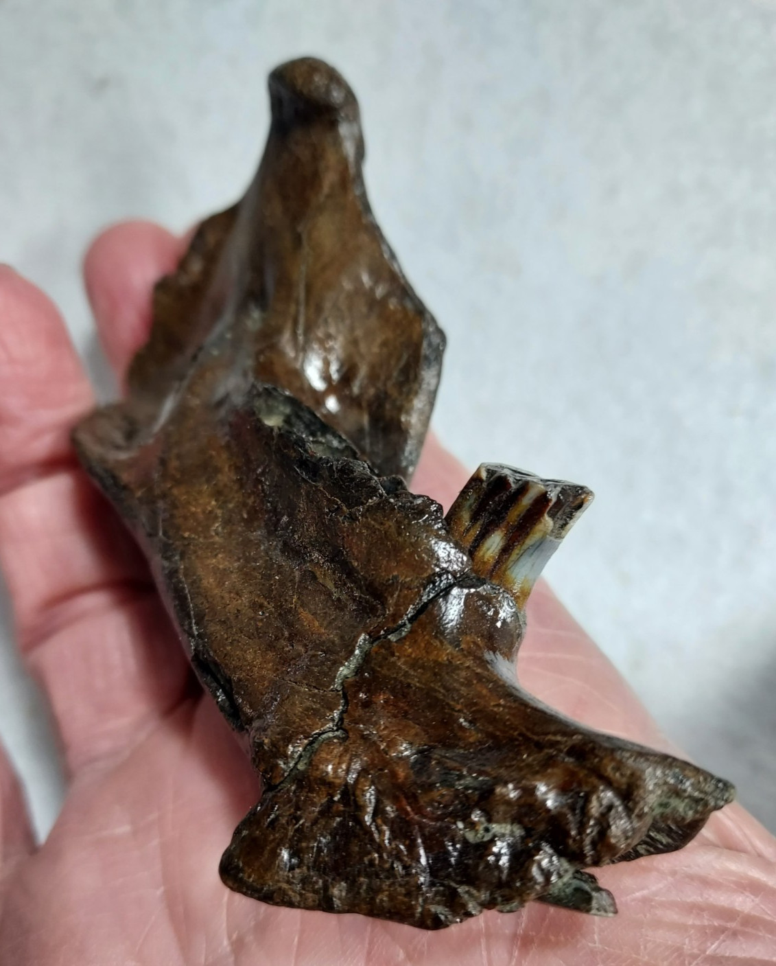 Ice Age Beaver Mandible (Jaw) Bone Fossil