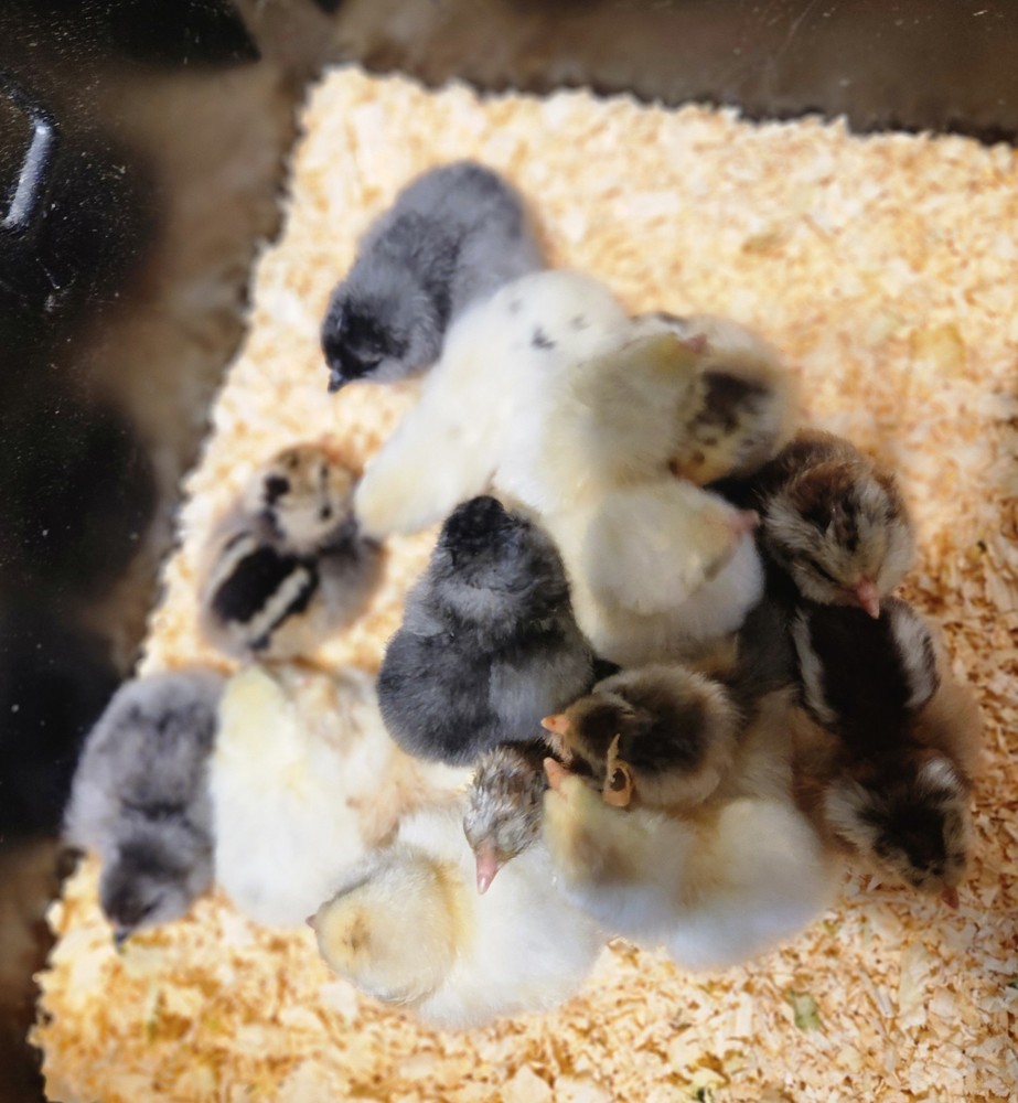 Easter Egger Hatching Eggs X6 (NPIP Certified: AI/PT Clean) + EXTRA