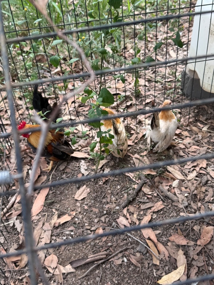 12+ 2 small Quality Serama Chicken Hatching Eggs