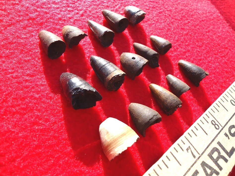 *BULK PRICE* ALLIGATOR TEETH FLORIDA FOSSIL TOOTH JAW BONE BONES CROCODILE SKULL