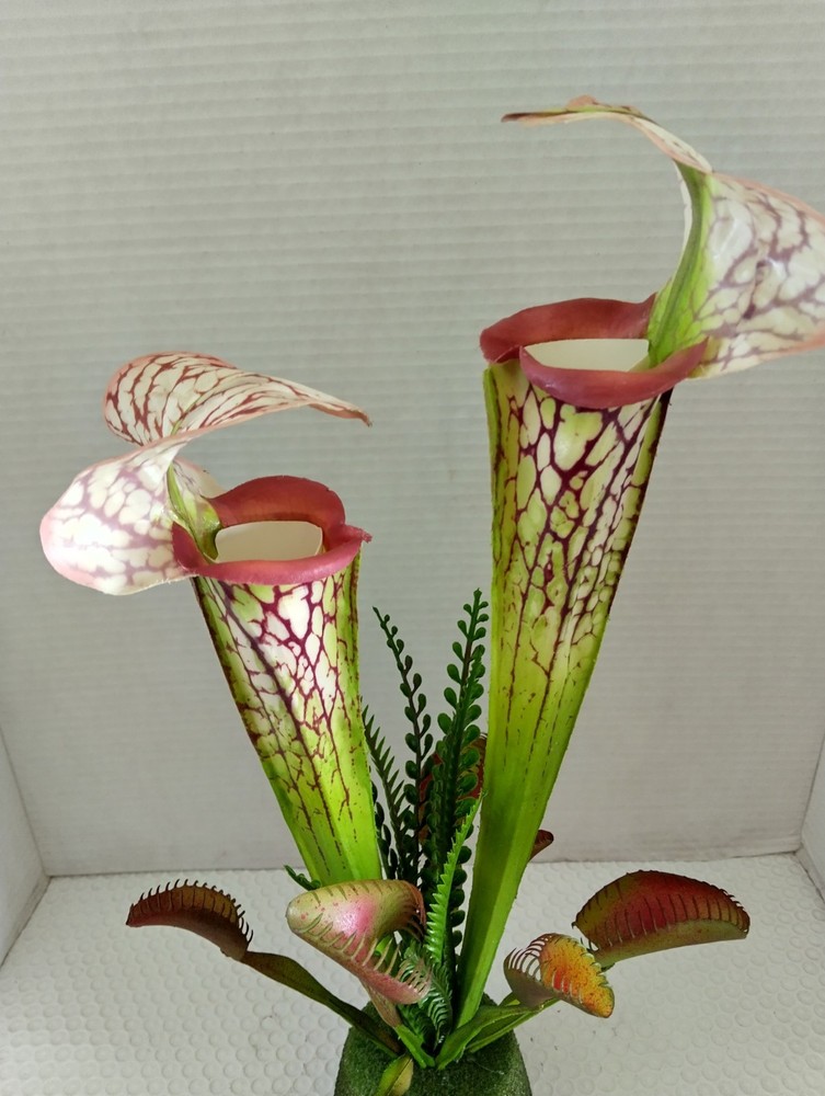 Pitcher plant and Venus Flytrap Decoration