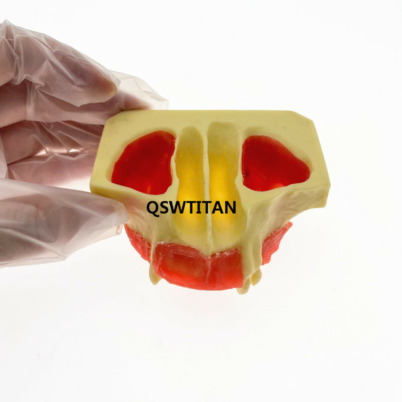 Dental Sinus Lift Practice Teeth Model Typodont Study Tooth Model M2012