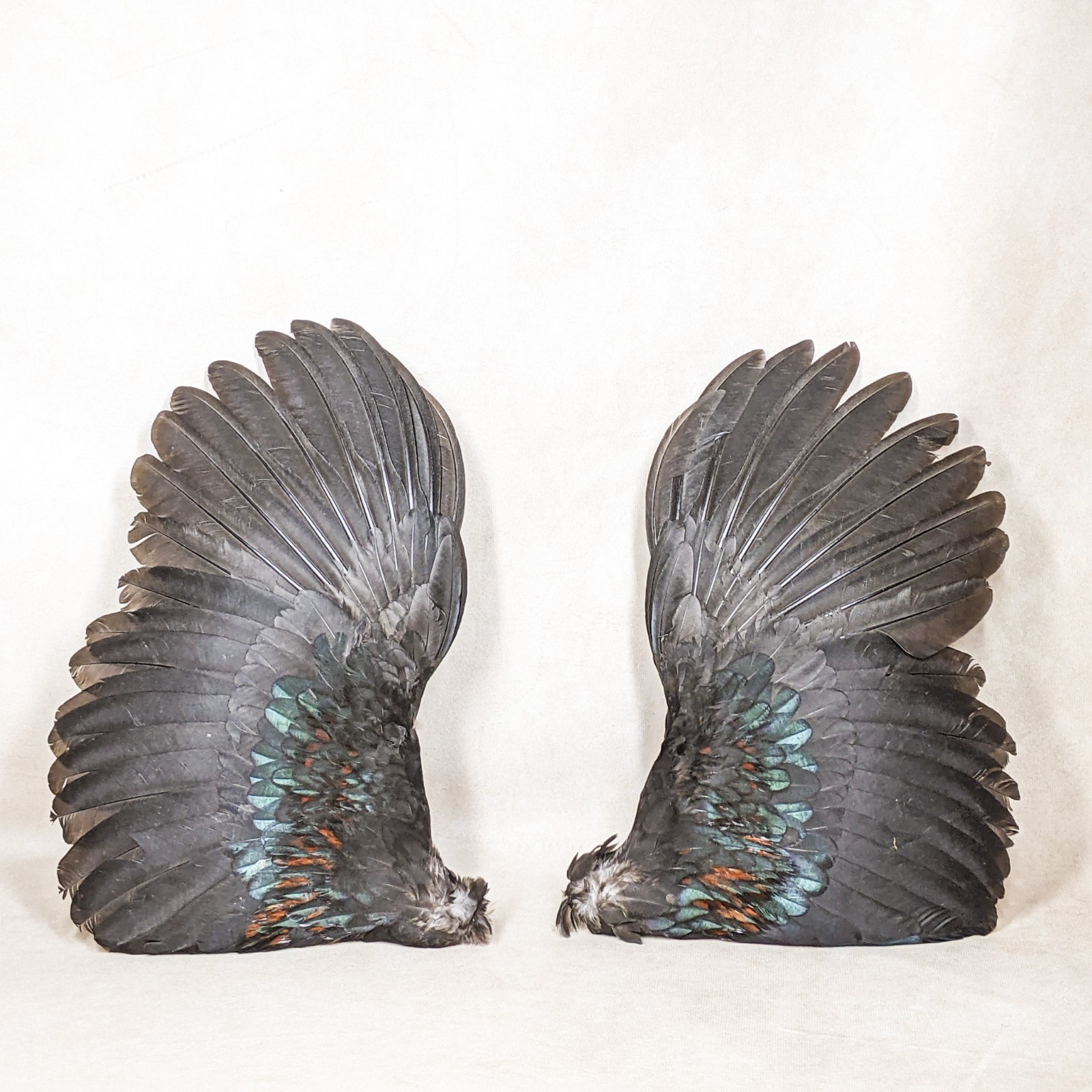 12" Chicken Rooster Wings Taxidermy Oddities curiosities Craft Bird Feather art