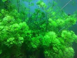 Green Cabomba