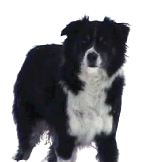 AUSTRALIAN SHEPHERD - Return Address Labels - 1" x 2 5/8" - Personalized