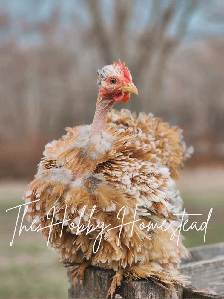 6 Calico Cochin Bantam Hatching Eggs