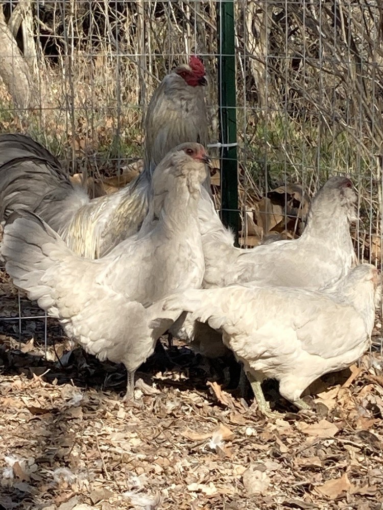 6 Lavender Ameraucana Hatching Eggs