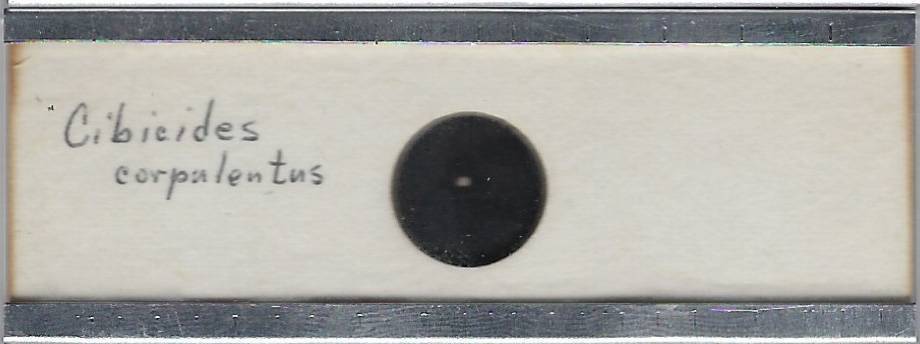 Foraminifera Cibieides corpulentus Microfossil Microscope Slide