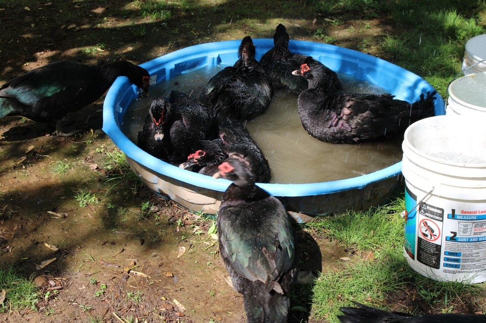 Exhibition Quality Muscovy Hatching Eggs 96% solid BLACK ducks only 12 eggs