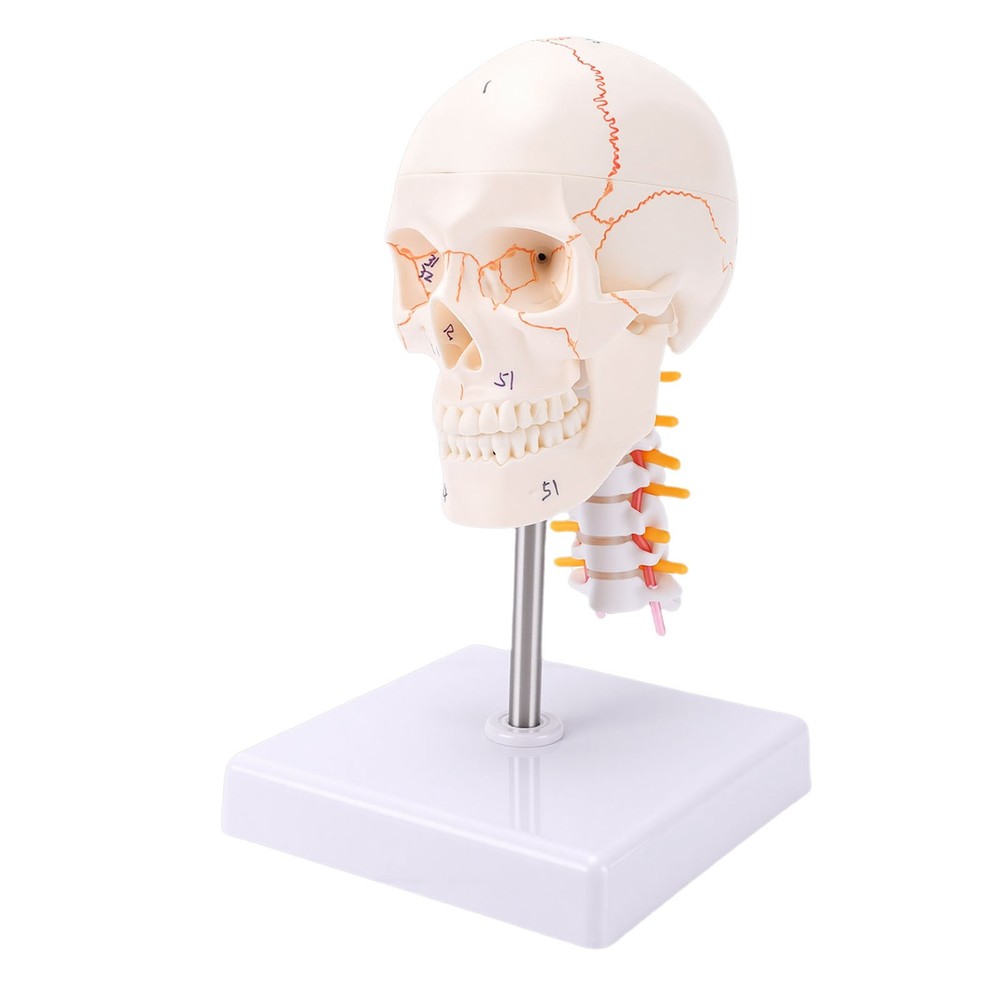 1/2 Skull With Cervical Spine & Brain Teaching Display Model