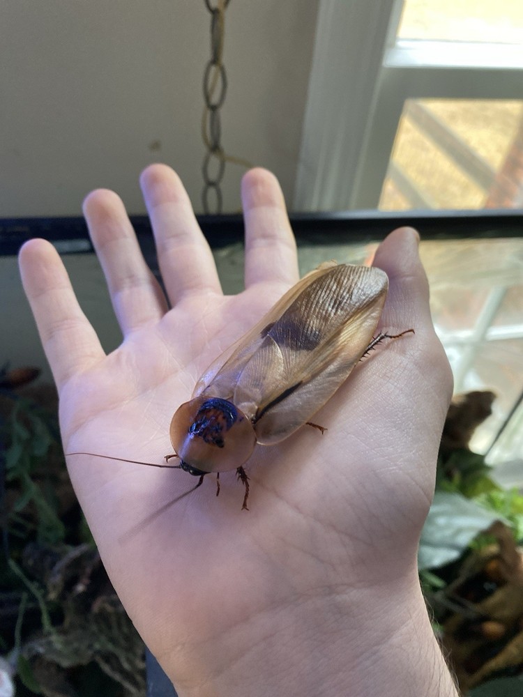 Giant Cave Roaches - 12  ct Mixed Sizes