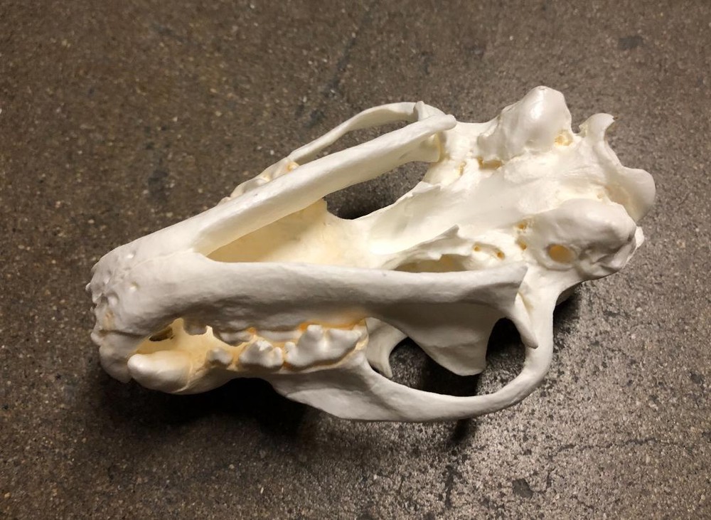 FOSSA SKULL REPLICA