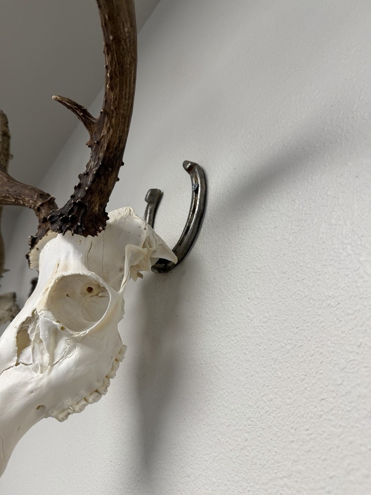 European Skull Hanger Mount