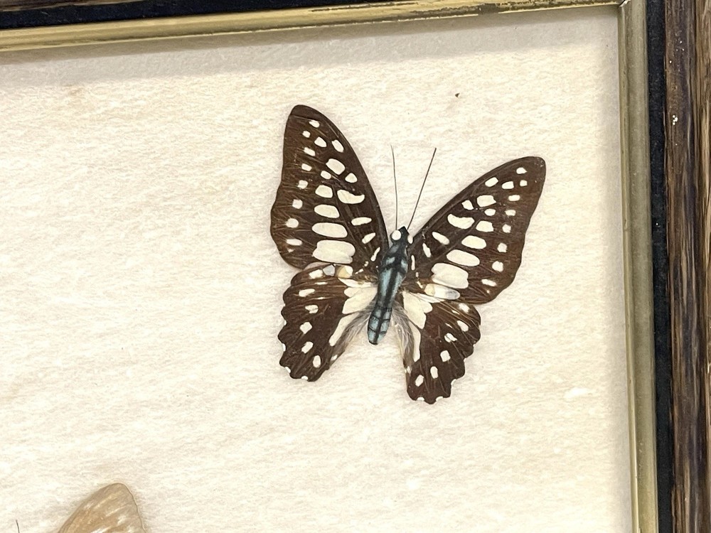 Vintage Butterfly Specimens Framed