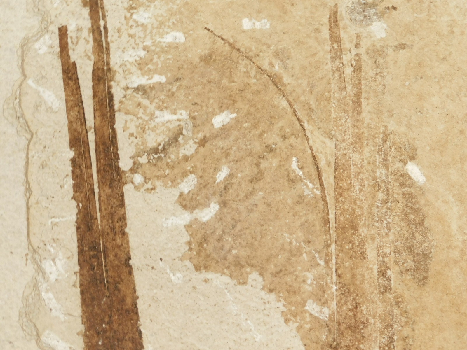 GIANT! PALM Frond Fossil With a BIG Rare Mioplosus FISH Fossil From Wyoming