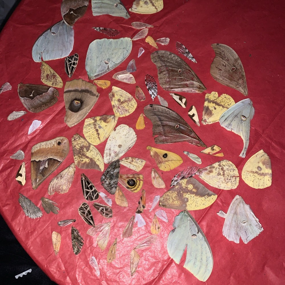 50+ Various Moth Wings Naturally Shed