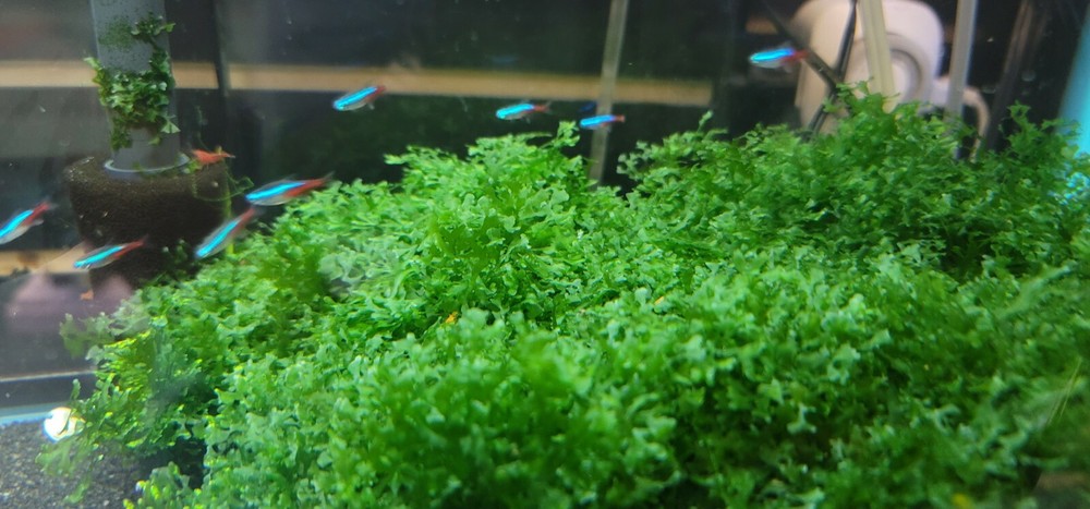 Plant/Moss Pack 1(2oz cup) Subwassertang, 1(2oz cup)Java Moss.