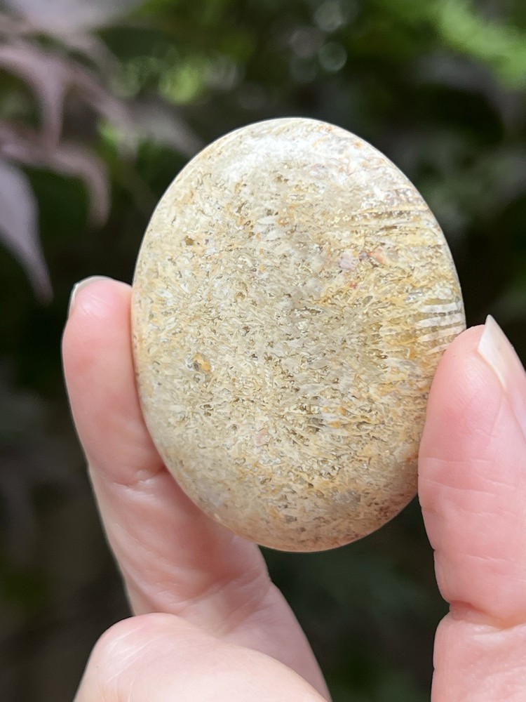 Fossilized Coral Crystal Palmstone AAA+ 39