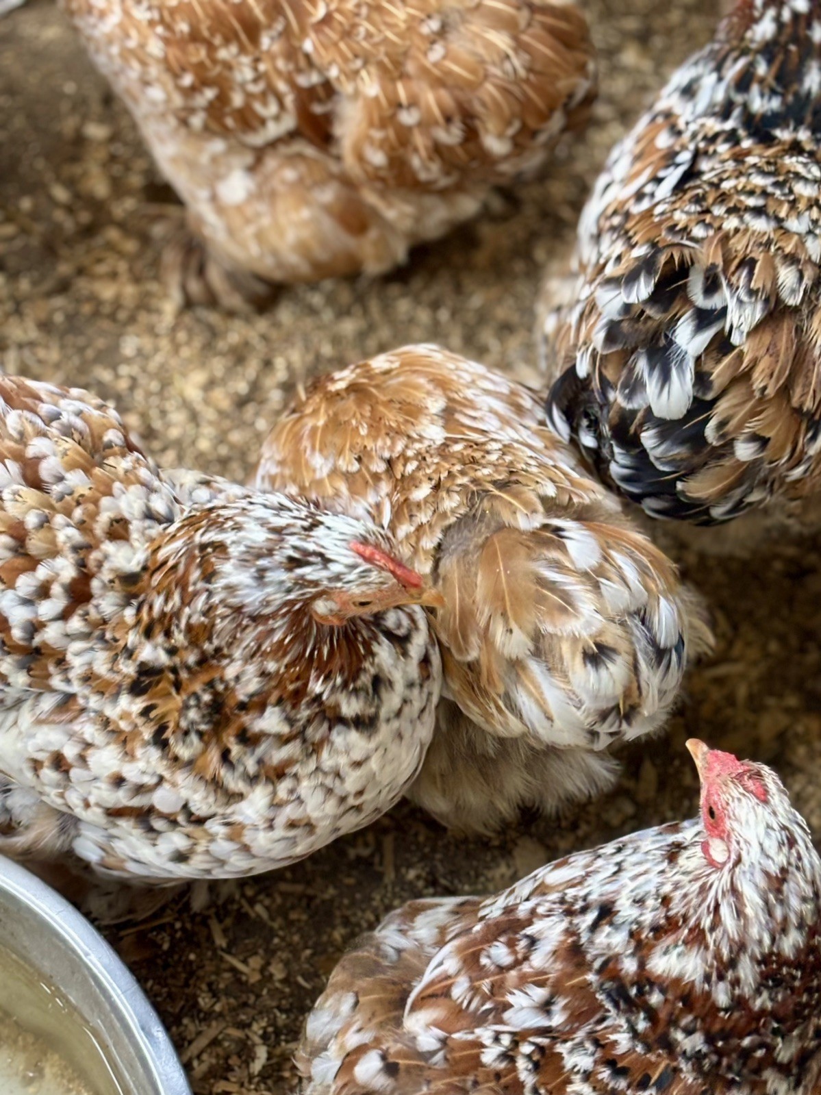 Dozen Mille Fleur Bantam Cochin Eggs