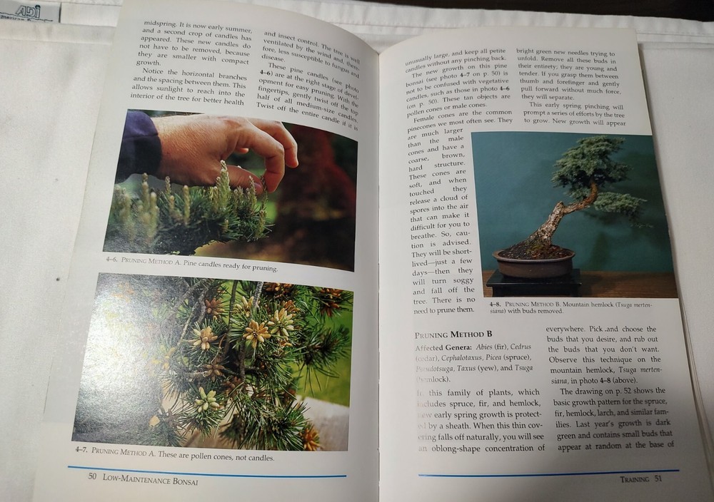 LOW MAINTENANCE BONSAI by Herb Gustafson