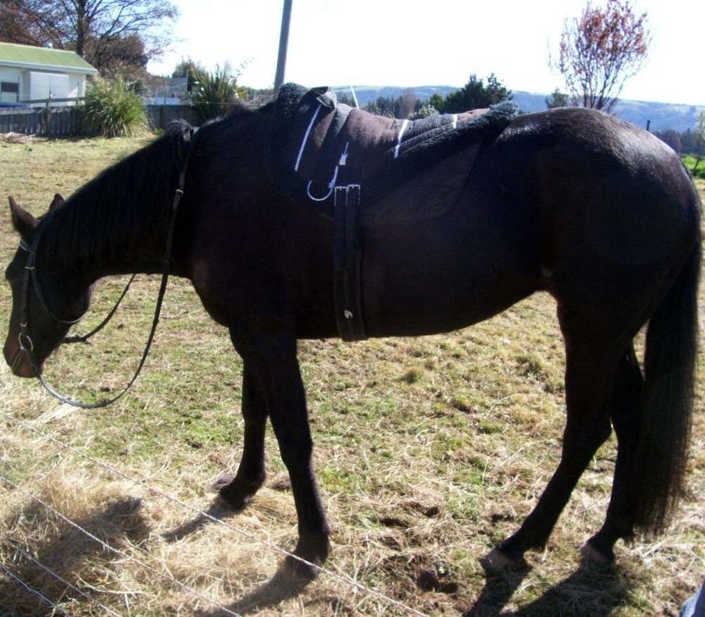 Bare Back Riding Pad with Removable Stirrups from Pet Lovers NZ (Hack Size)