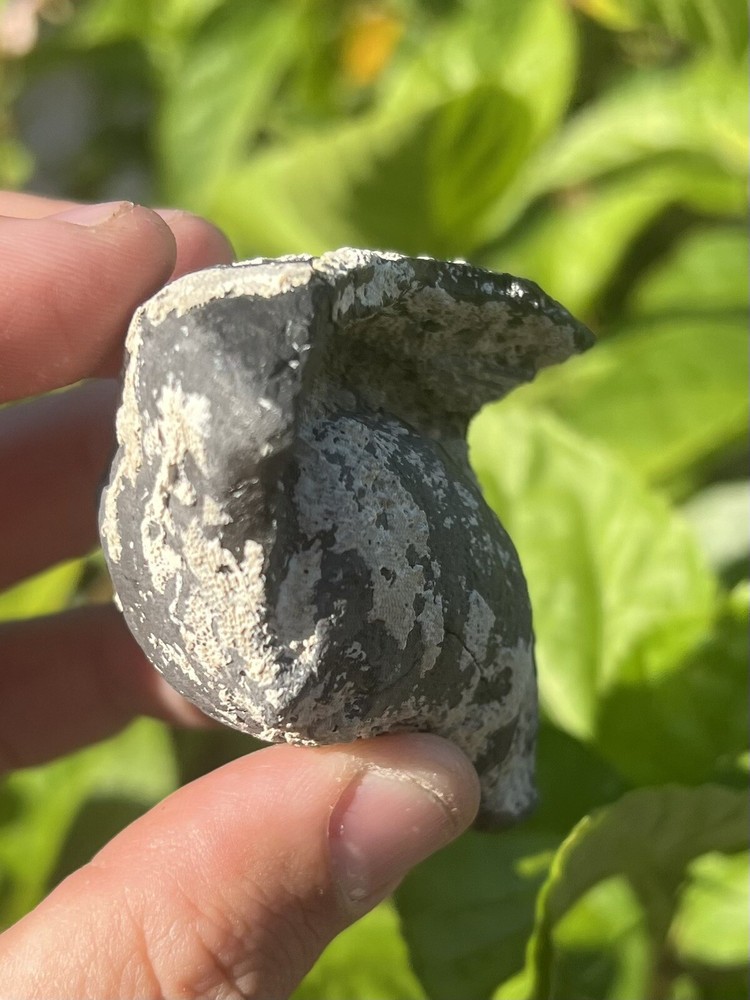 Fossil Whale Earbone