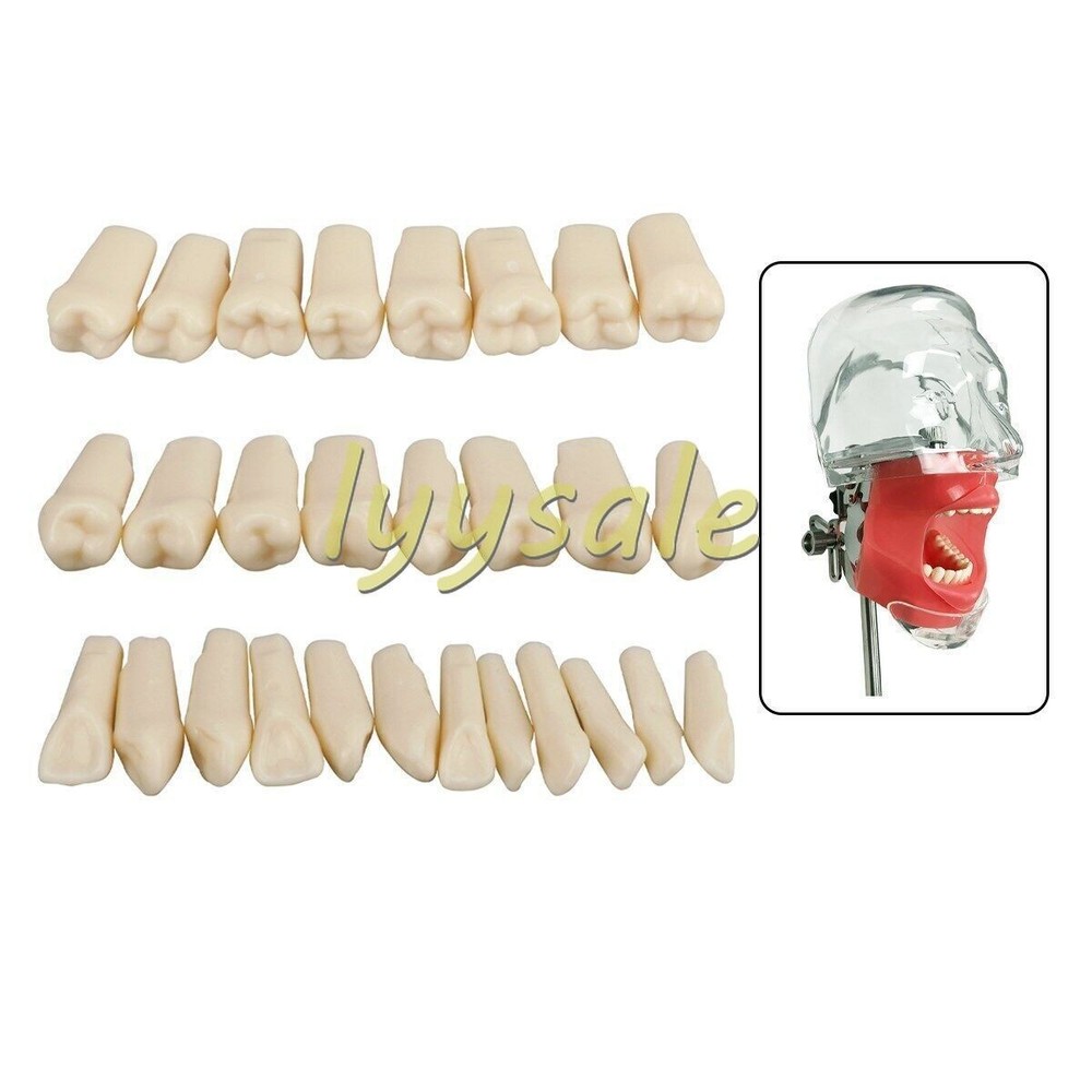 Dental Artificial Resin Teeth Full Mouth Replacement Typodont Model