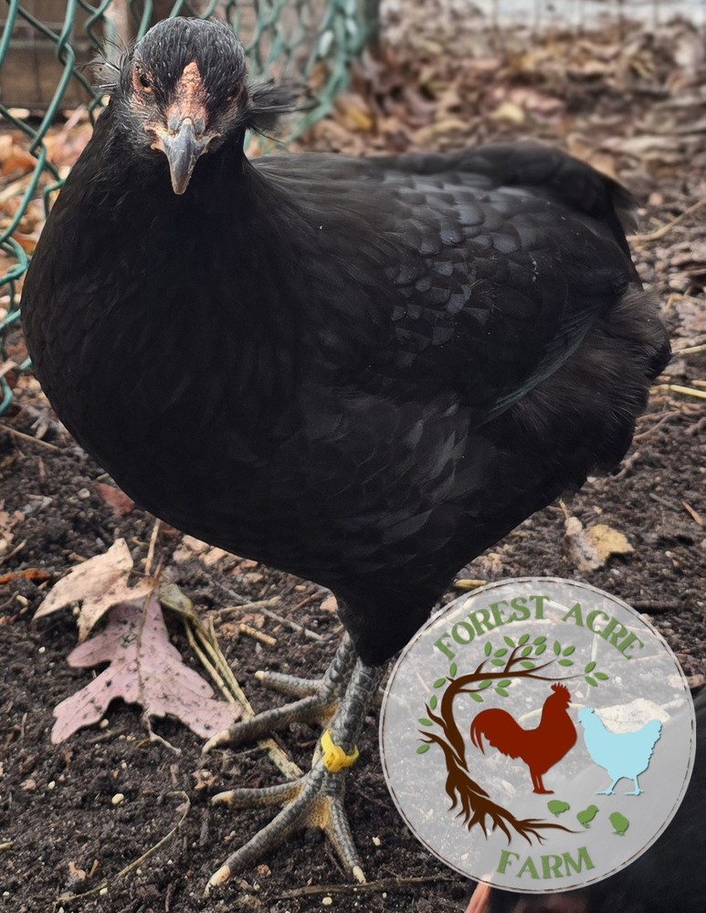 ARAUCANA HATCHING EGGS - 10+ Standard size - Multi Colors